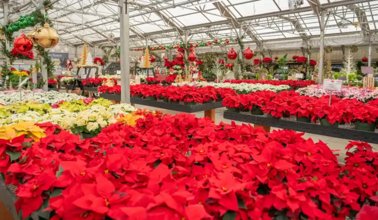 Festive Floral Garden