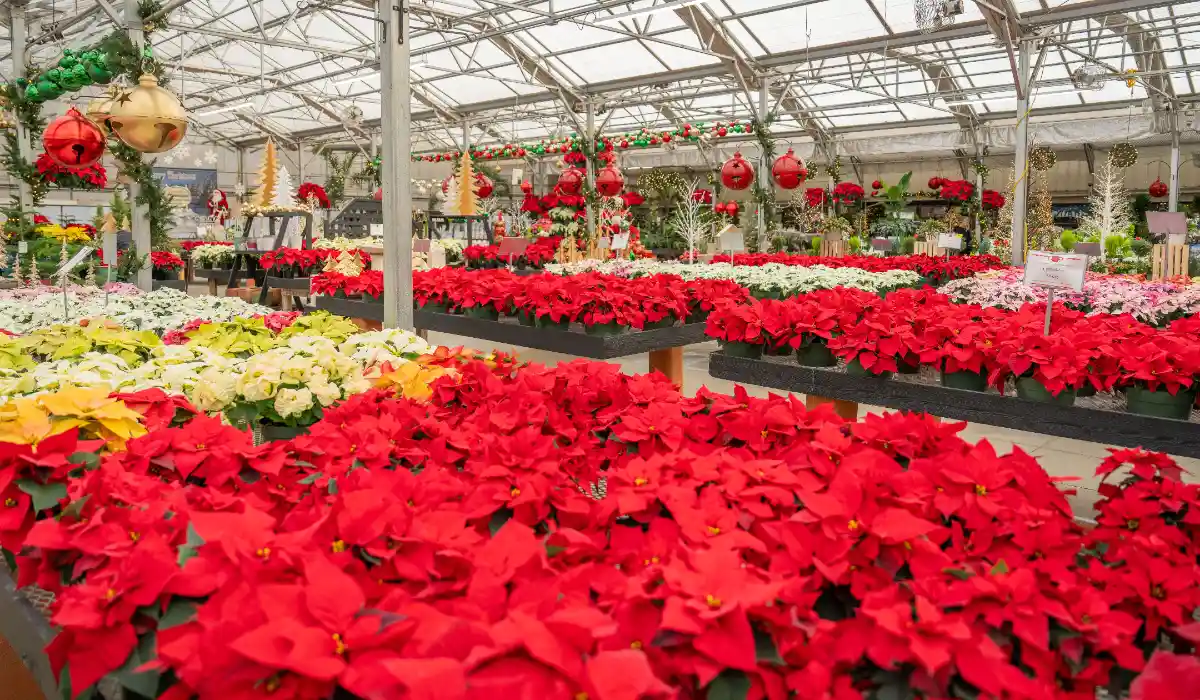 Festive Floral Garden