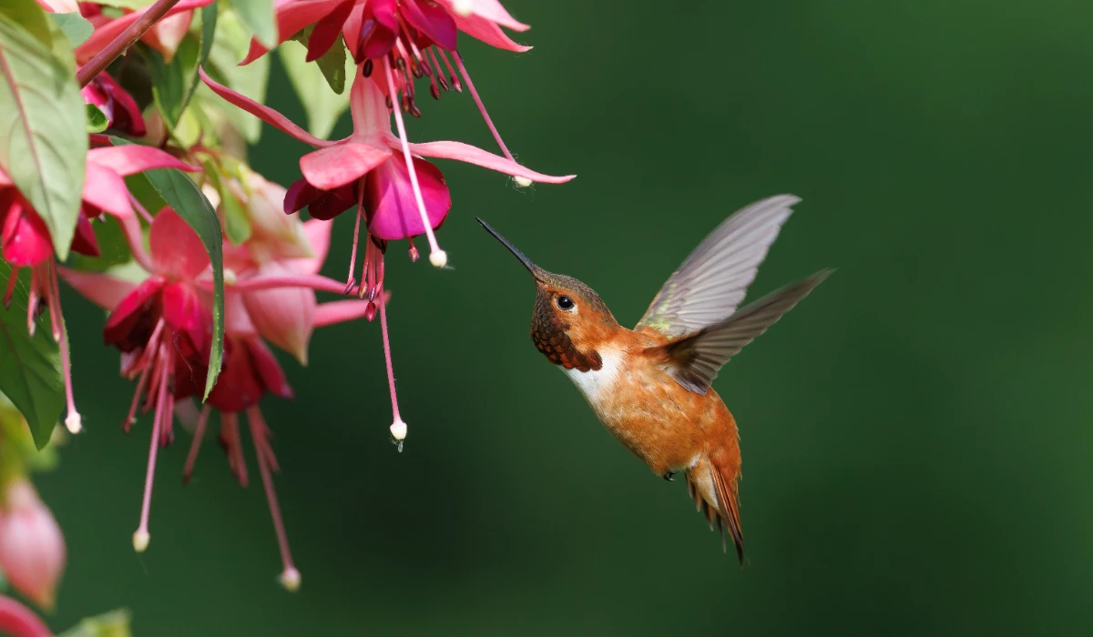 Hummingbird Garden Decor