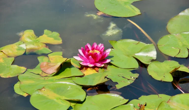 Lakes Floral Gift