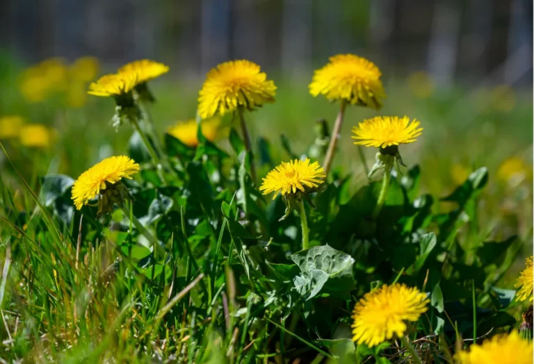 giant dandelion plant